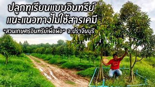 ปลูกทุเรียนแบบอินทรีย์..แนะแนวทางไม่ใช้สารเคมี \