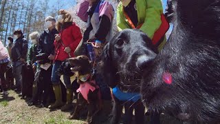 フラットコーテッドレトリバーがドッグリゾートwoofに集まったよ　Flat coated retrievers gathered.