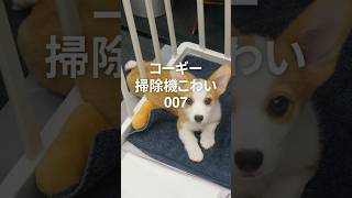 007 コーギー掃除機怖い #corgi