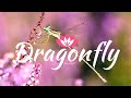 Dragonfly  | Beautiful Dragonfly Relaxing Music (HD) | Insects