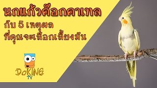 นกแก้วค๊อกคาเทล (cockatiel) กับ 5 เหตุผลที่คุณจะเลือกเลี้ยงมัน