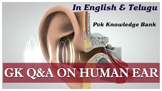 Human Ear Biology Topic | GK On Human Ear | మానవుని చెవి నిర్మాణం | Latest GK In English \u0026 Telugu |