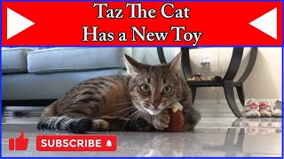 Taz The Cat Has A New Bird Toy #cat #cattoys #kitten #catlover #cute