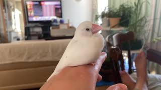 あくびをする文鳥さん🔧