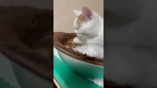 【フレーメン】自分のお尻の臭いをかいたら臭くて不細工な顔になった子猫　【くちゃい】#猫　#shorts