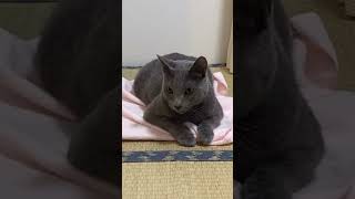 乳母のつとめ、若様があきるまで続けます💦 #cat #猫動画 #ロシアンブルー