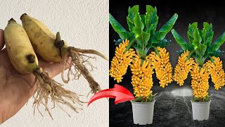 Summary of 4 super developed banana growing techniques, extremely simple, easy to succeed