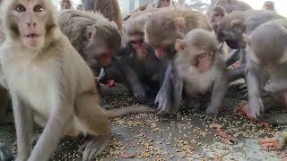 crazy monkey daily activities EP 0439