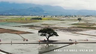 台東池上．冬季【伯朗大道．金城武樹】空拍