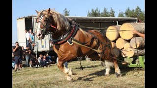 СКОТ - Гиганта сред тежковозите - готов за битка -The giant among the heavy horses