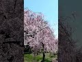 nicchu line weeping cherry trees in fukushima. sakura spring 枝垂桜 part 1 cherryblossom shorts