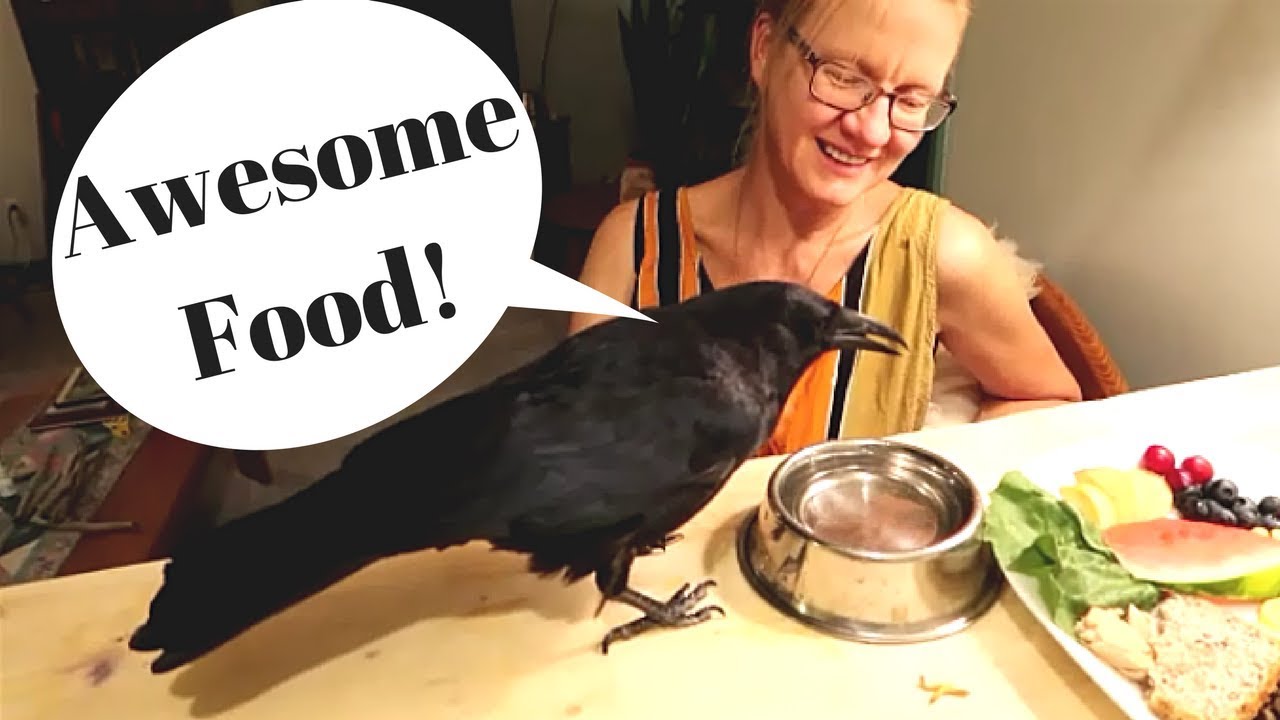 Pet Crows Awesome Feeding Video Youtube