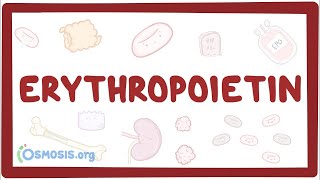 Erythropoietin - causes, symptoms, diagnosis, treatment, pathology