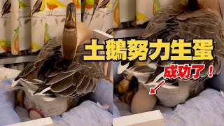 記錄土鵝用盡力氣成功生蛋　飼主不捨：辛苦了QQ｜心疼｜產卵｜精選影片