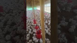 3158 chicks 2000 square feet me👍👍👍 #poultry #farming #poultrylife #poultryfarming #poultrybreeder