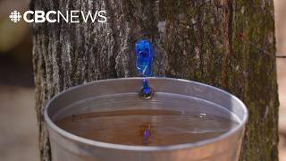 Is your maple syrup real or fake? It’s not that hard to tell