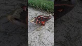 Cecropia Moth