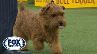 Winston the Norfolk Terrier wins the Terrier Group | WESTMINSTER DOG SHOW (2018) | FOX SPORTS