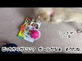 no.92 おすわり お手 ふせ の可愛い❤️トレーニング【成長記録】【ミニチュアダックス】生後3ヶ月から4ヶ月【パピー】