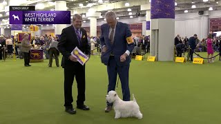 West Highland White Terriers | Breed Judging 2025