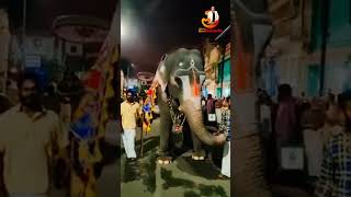 #srirangam Andal Elephant's Cute Dance #elephant #love | Odavum Mudiyaadhu Oliyavum Mudiyaadhu