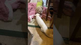 突然始まる笑それに巻き込まれるラテ😂…#猫#犬