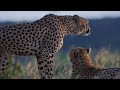 explore clash of the titans lions vs. hyenas the fight for territory full documentary