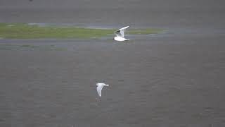 Little Gull (Hydrocoloeus minutus) with Black-headed Gulls