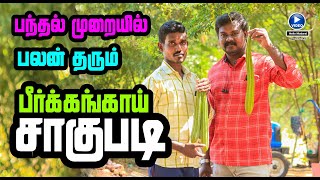 பந்தல் முறையில் பலன் தரும் பீர்க்கங்காய் சாகுபடி ☎️ Hello Madurai