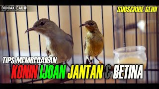 Tips Membedakan Konin Ijoan Jantan Dan Betina