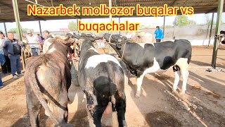 Nazarbek molbozor buqalar va buqachalar narhi korib ozingiz baho bering 10 09 2023