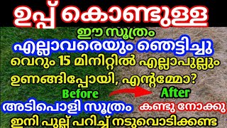 ഉപ്പ് മതി, പുല്ല് പറിച്ച് നടുവൊടിക്കണ്ട, പണിക്ക് ആളെ വച്ച് പണം കളയണ്ട / Easy Grass Killer