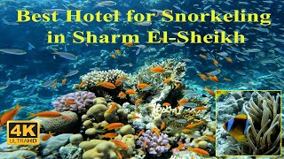 Best Diving \u0026 Snorkelling in Sharm El-Sheikh, Egypt: Amphoras Beach Hotel Review