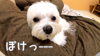 パパの帰りが遅い日の犬はこうなりました。