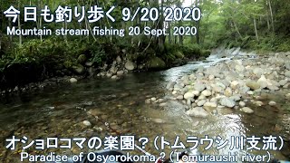 今日も釣り歩く(9/20 2020)  オショロコマの楽園！（トムラウシ川支流）　(Mountain stream fishing 20 Sept. 2020)