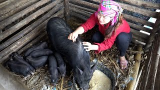 Lieu's first herd of pigs was born, The little pigs are so cute.