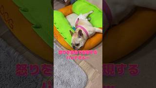 怒りを全身で表現するイッヌ#shorts #フレンチブルドッグ #ペキチワ #dog #怒る犬 #cute