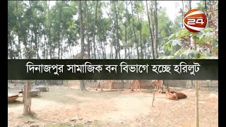 দিনাজপুর সামাজিক বন বিভাগে হচ্ছে হরিলুট