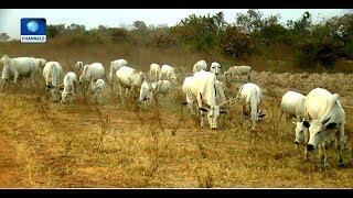 Miyetti Allah Kicks Against Ranching Of Cattle Pt.2 |Big Story|