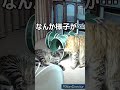 見守りカメラで猫を監視！ ＃shorts voicebox 保護ネコ