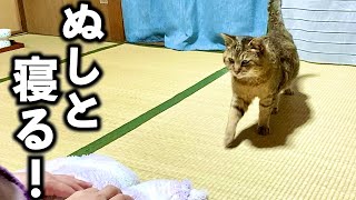 庭に住みついた野良猫を家猫へ#20【こたつで寝かせても甘えたくて膝に戻ってくるトラ】