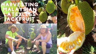 V#7 - Harvesting our Malaysian Latexless Jackfruit!