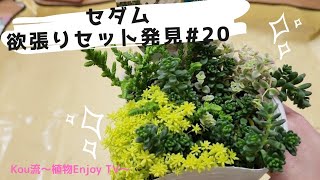 【セダム】欲張りセットからモリモリ増やす！#セダム#多肉植物