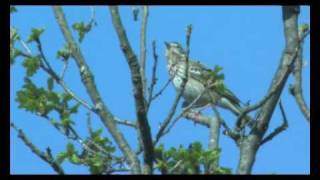 Boompieper - Anthus trivialis - Tree pipit - Baumpieper