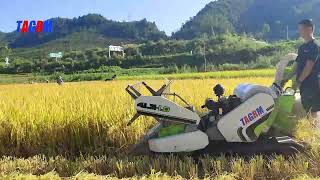 4LZ-1.2B small rice harvesting machine, look at the work effect.