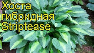 Хоста гибридная Стриптиз. Краткий обзор, описание характеристик hosta hybrida Striptease