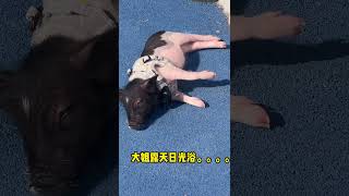 《沉浸式当猪🐷的一天》第一集｜今天我把几个大男人迷倒了😍😍沉浸式 第一视角 宠物猪 生活记录