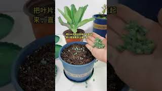 #多肉植物 #花卉绿植盆栽 #分享家庭养花小常识 落地生根这种植物繁殖能力很强，它叶片边缘的小芽#shorts