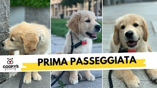 Prima passeggiata con il nostro cucciolo di Golden Retriever Cooper