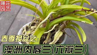 204 春季换盆之 澳洲肉唇兰 六瓣兰